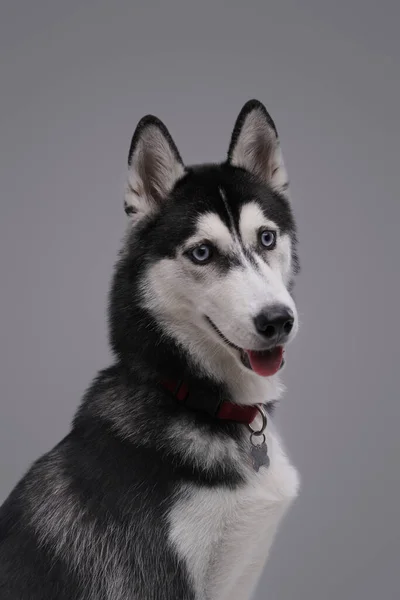 Pedigreed cão husky preto e branco contra fundo cinza — Fotografia de Stock