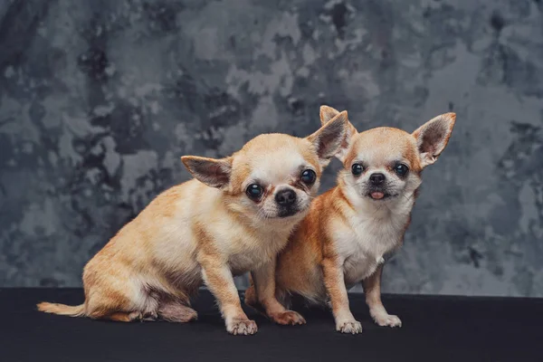 黑暗背景下的几只小奇瓦瓦犬 — 图库照片