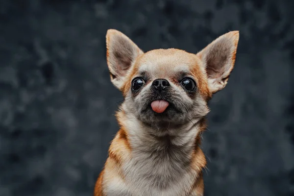 Headshot van kleine chihuahua hondje tegen donkere achtergrond — Stockfoto