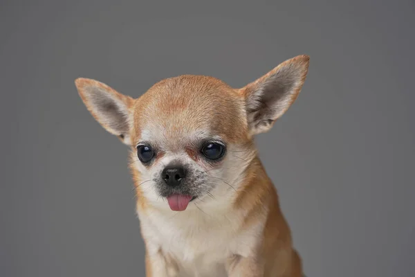 Забавная маленькая собачка чихуахуа размножается на сером фоне — стоковое фото