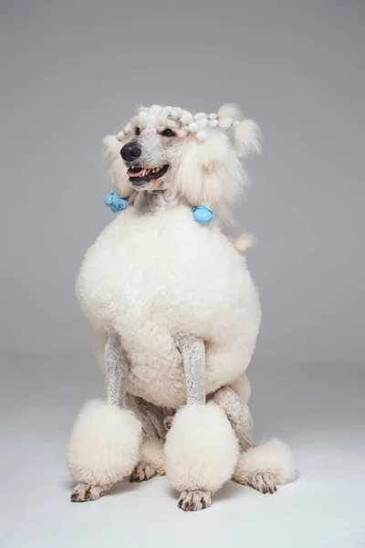 Cão poodle adorável com pele macia branca pura — Fotografia de Stock