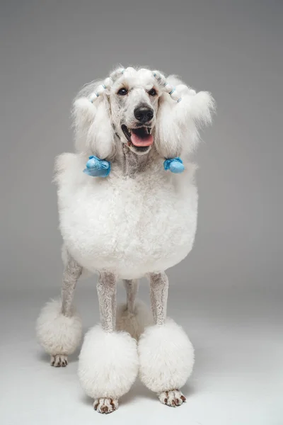 Cão poodle adorável com pele macia branca pura — Fotografia de Stock