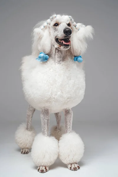 Einzelner weißer Pudelhund steht vor grauem Hintergrund — Stockfoto