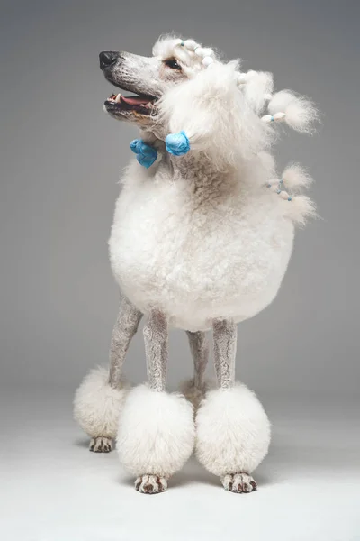 Uroczy pies pudel z czystym białym puszystym futrem — Zdjęcie stockowe
