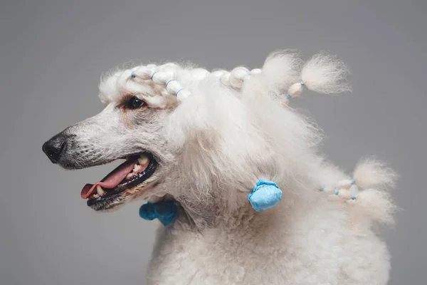 Headshot de chien caniche blanc pur avec coiffure élégante — Photo