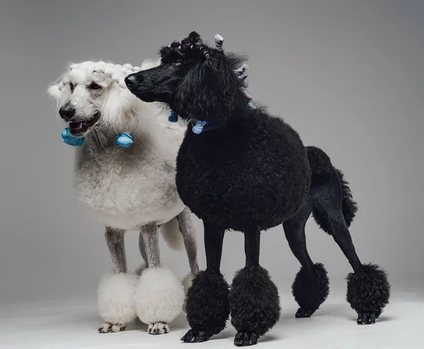 Schuss zweier schwarzer und weißer Pudelhunde zusammen — Stockfoto
