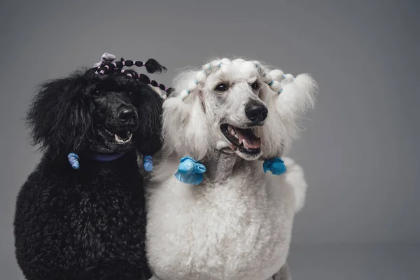 Couple black and white dogs against gray background — Stock Photo, Image