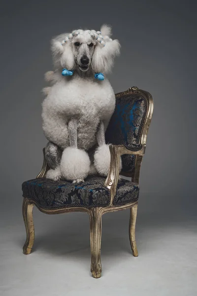 Modny biały pies pudel siedzi na luksusowym krześle — Zdjęcie stockowe