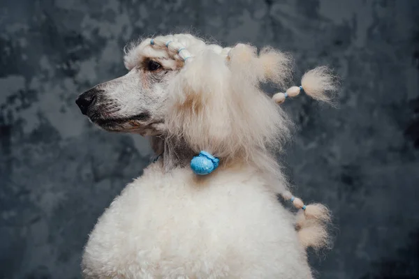 Tête de chien caniche blanc poilu sur fond sombre — Photo