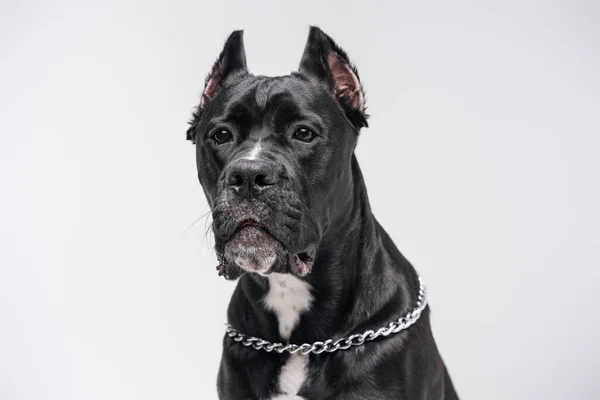 Kopfschuss eines schwarzen reinrassigen Hundes vor weißem Studiohintergrund — Stockfoto