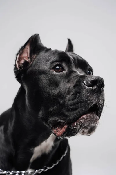 Hoofd schot van raszuivere zwarte staffordshire bullterrier hondje — Stockfoto