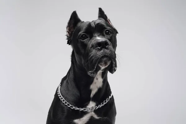 Domestic Bullterrier Hund mit schwarzem Fell isoliert auf weiß — Stockfoto