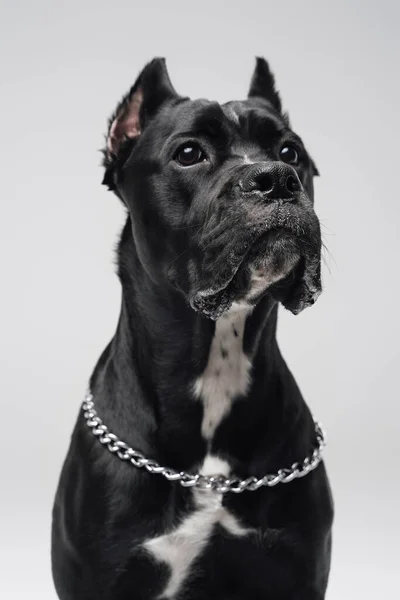 Hlava záběr čistokrevného černého staffordshire bulteriér doggy — Stock fotografie