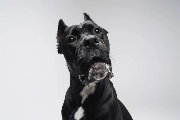 Забавна стаффордширська бультер'єрна собака з чорним хутром — стокове фото