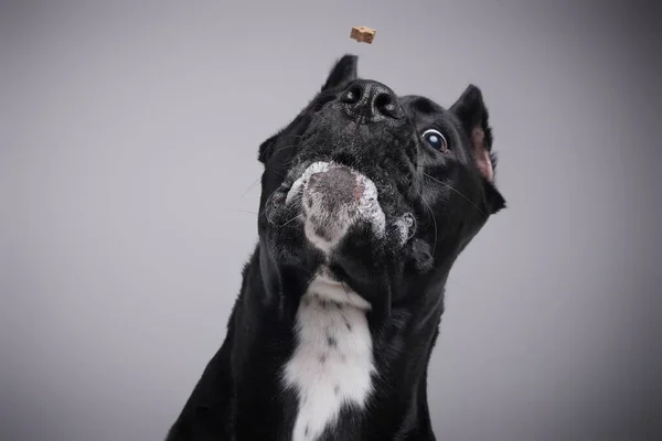 Anjing hitam lucu menangkap makanan anjing dengan latar belakang putih — Stok Foto