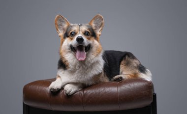 Neşeli Corgi köpeği gri arka planda deri koltukta yatıyor.