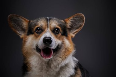 Koyu arkaplanda tüylü tüylü safkan Corgi köpeği.