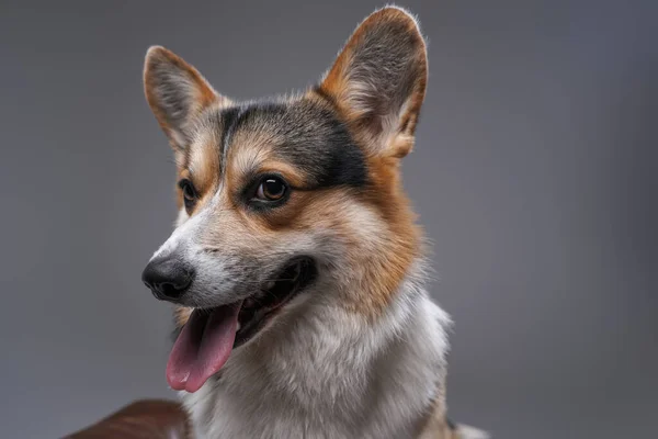Счастливая милая собака корги породы позировать на сером фоне — стоковое фото