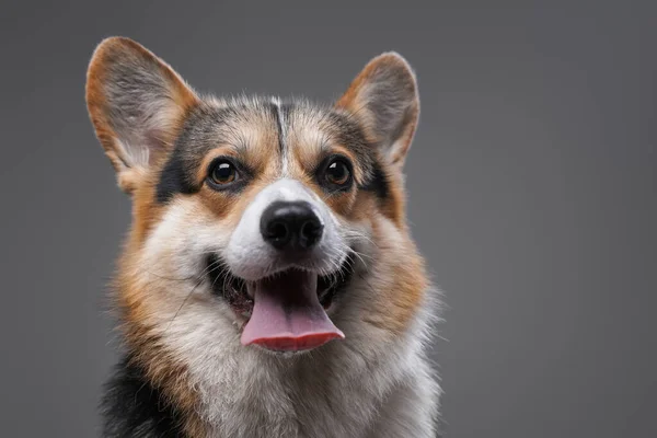 Cardigan alegre cachorrinho com boca aberta contra fundo cinza — Fotografia de Stock