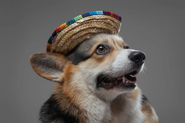 Cão corgi adorável com chapéu de palha colorido contra fundo cinza — Fotografia de Stock