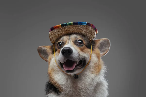 Cão corgi adorável com chapéu de palha colorido contra fundo cinza — Fotografia de Stock