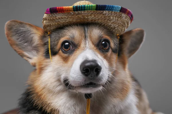 Gri arka planda hasır şapkalı neşeli köpek yavrusu — Stok fotoğraf