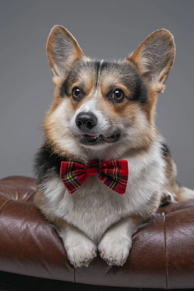 Elegante perrito con corbata acostado en silla de cuero —  Fotos de Stock