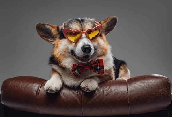 Stylowy pies corgi z muszką i okularami przeciwsłonecznymi leżący na krześle — Zdjęcie stockowe