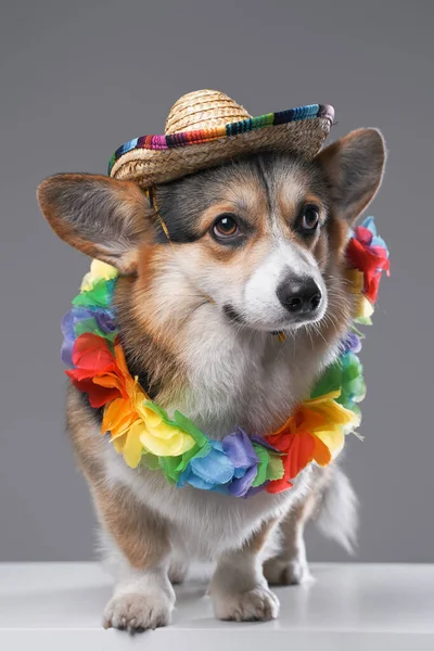 Zabawny i stylowy piesek w słomkowym kapeluszu i hawajskim wieńcu — Zdjęcie stockowe