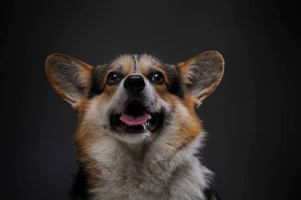 Animal canino alegre com pêlo macio contra fundo escuro — Fotografia de Stock