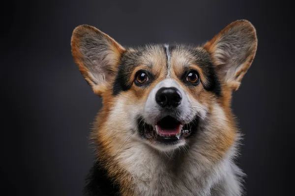 Pura raza corgi perrito con pelaje esponjoso sobre fondo oscuro — Foto de Stock