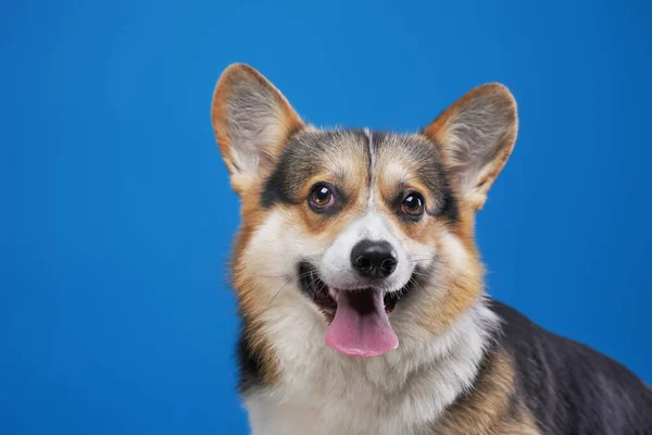 Vrolijke raszuivere corgi hond geïsoleerd op blauwe achtergrond — Stockfoto