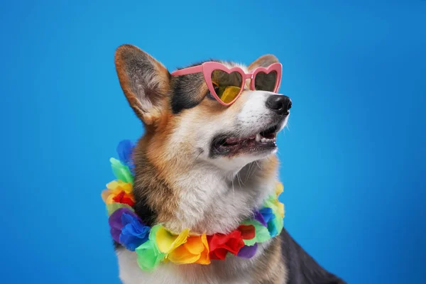 Anjing lucu dengan kacamata hitam dan karangan bunga hawaiin — Stok Foto