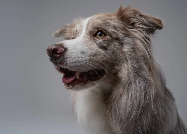 Chlupatý rodokmen hraniční kolie pes proti šedému pozadí — Stock fotografie