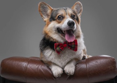 Deri sandalyede papyonlu zarif bir köpek yatıyor.