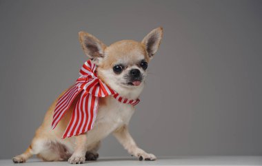 Gri arka planda papyonlu minyatür chihuahua köpeği.