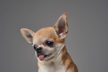 Gri arka planda küçük köpek chihuahua cinsi