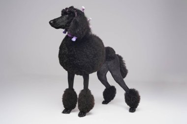 Siyah tüylü safkan kaniş köpeği, şık saç stili.