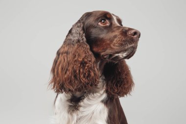 Kahverengi ve beyaz soylu tüylü kıvırcık tüylü köpek.