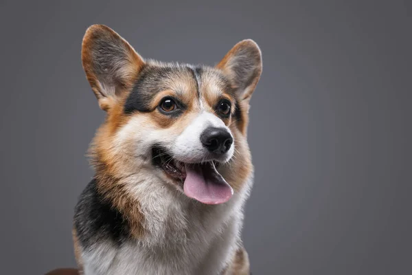 Счастливая милая собака корги породы позировать на сером фоне — стоковое фото