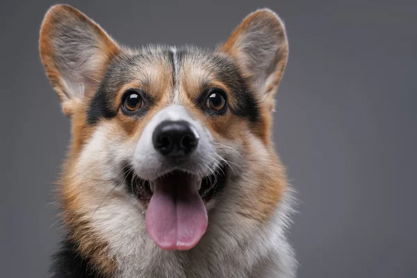 Joyful cardigan doggy with opened mouth against gray background — Stock Photo, Image