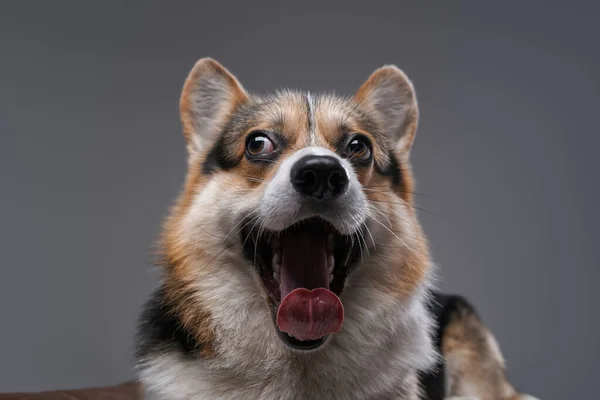 Снимок беззаботной сумасшедшей собаки, задыхающейся на сером фоне — стоковое фото