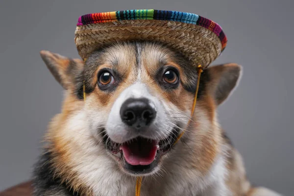 Gri arka planda hasır şapkalı neşeli köpek yavrusu — Stok fotoğraf