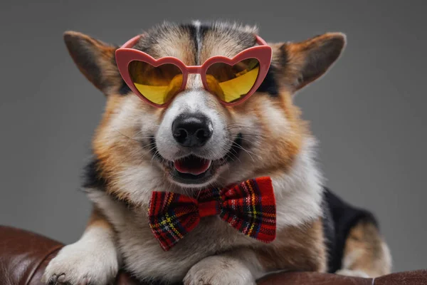 Stylowy pies corgi z muszką i okularami przeciwsłonecznymi leżący na krześle — Zdjęcie stockowe