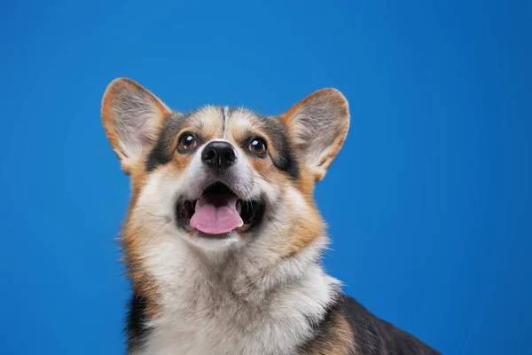 Весёлая чистокровная корги-собака, выделенная на синем фоне — стоковое фото