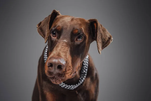 Hoofdschot van bruine doberman met kraag tegen grijze achtergrond — Stockfoto