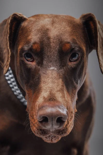 Prise de vue de chien doberman brun de race sur fond gris — Photo