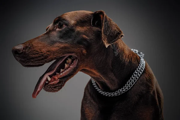 Headshot anjing doberman dengan kerah terhadap latar belakang abu-abu — Stok Foto