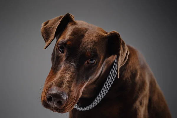 Знімок собаки Добермана з коміром на сірому фоні — стокове фото