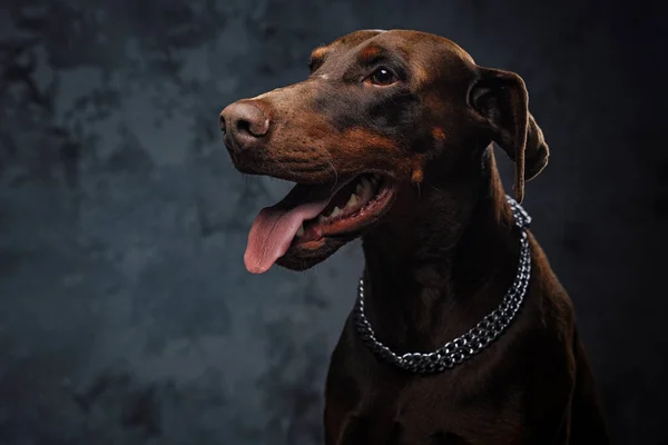 Single binnenlandse hond met zilveren kraag tegen donkere achtergrond — Stockfoto